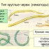 Nematoda luka - mjere suzbijanja na luku